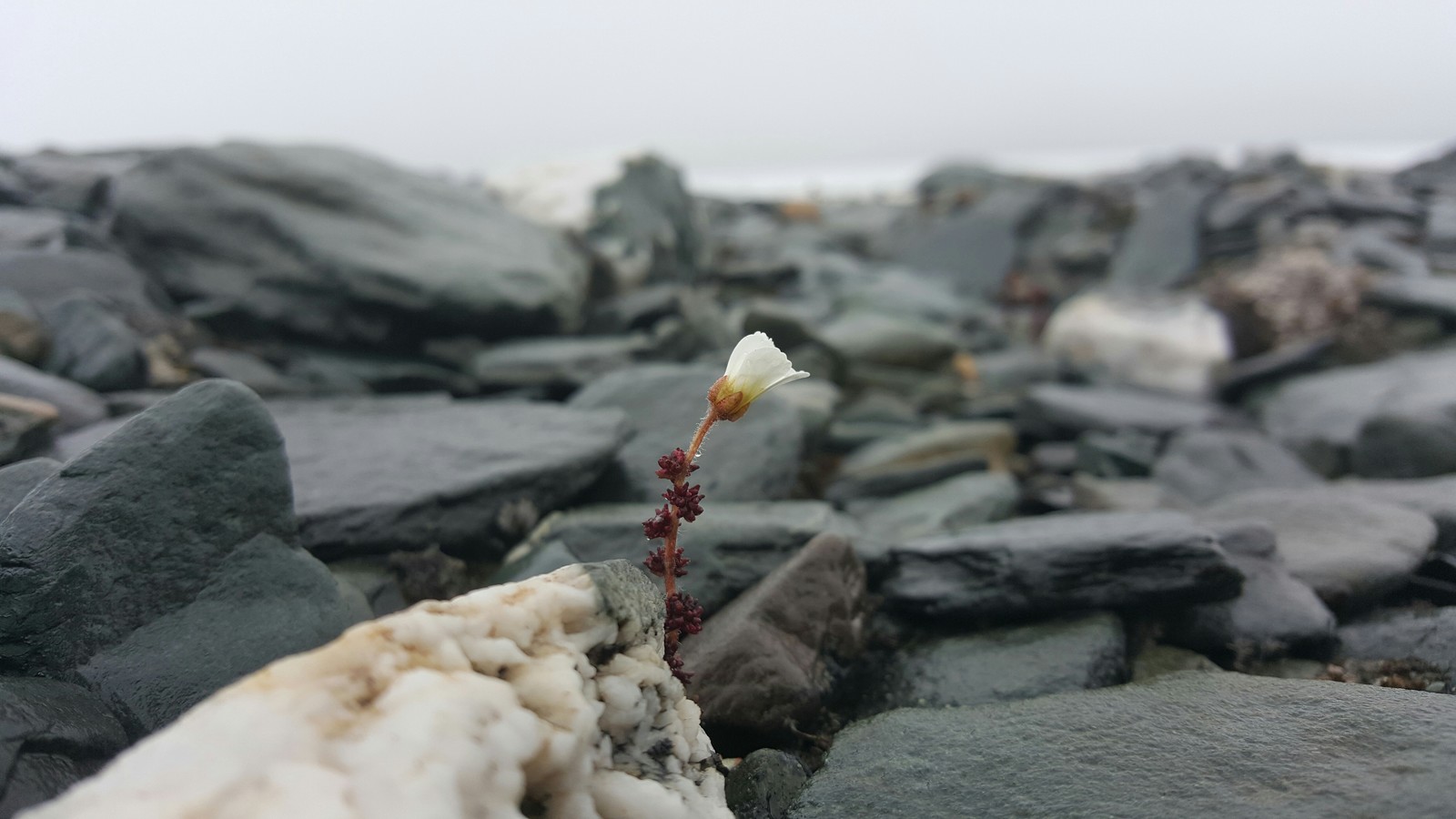 Flower in the Arctic :) - My, Flowers, Arctic