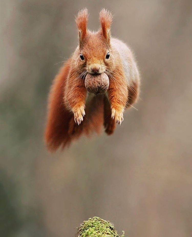 In flight - Nature, The photo, Animals