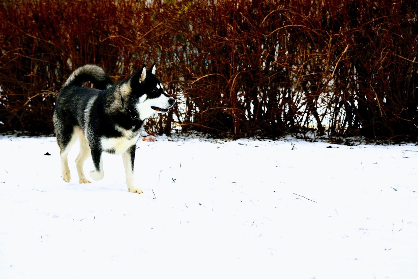 My woolly she-wolf :) - My, Dog, Alaskan Malamute