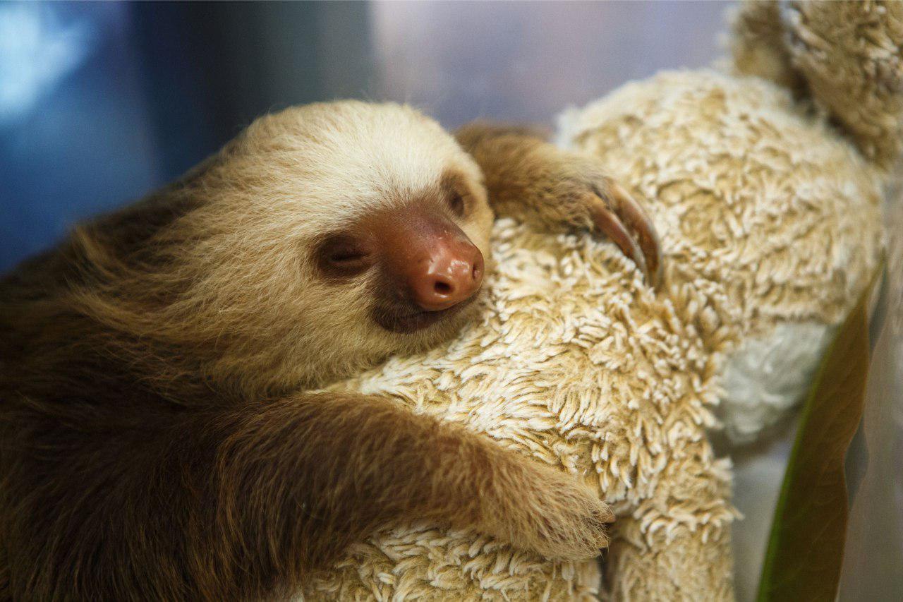 Facts about sloths - Sloth, Facts, Longpost