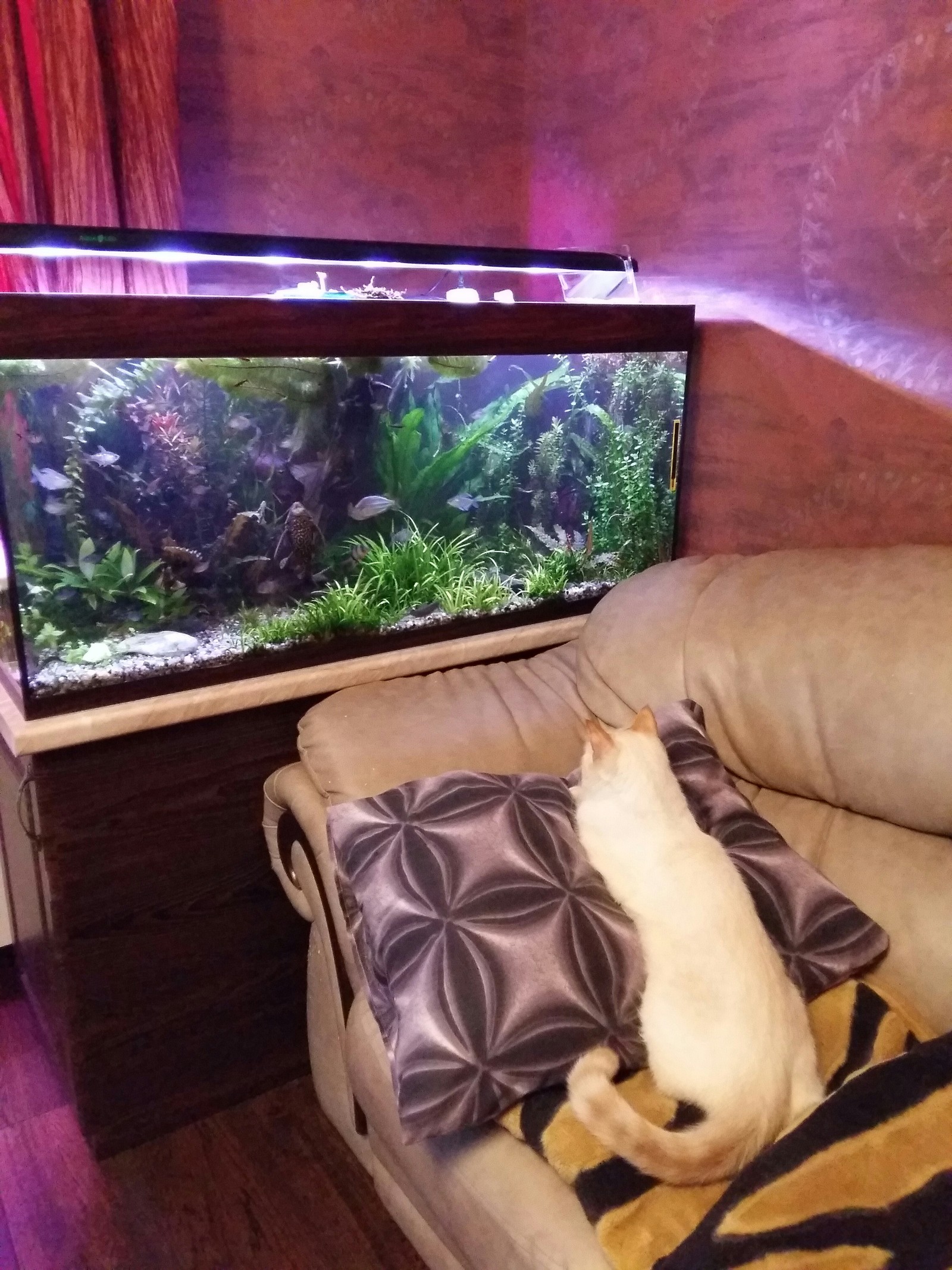 Observation post - cat, Aquarium, Longpost