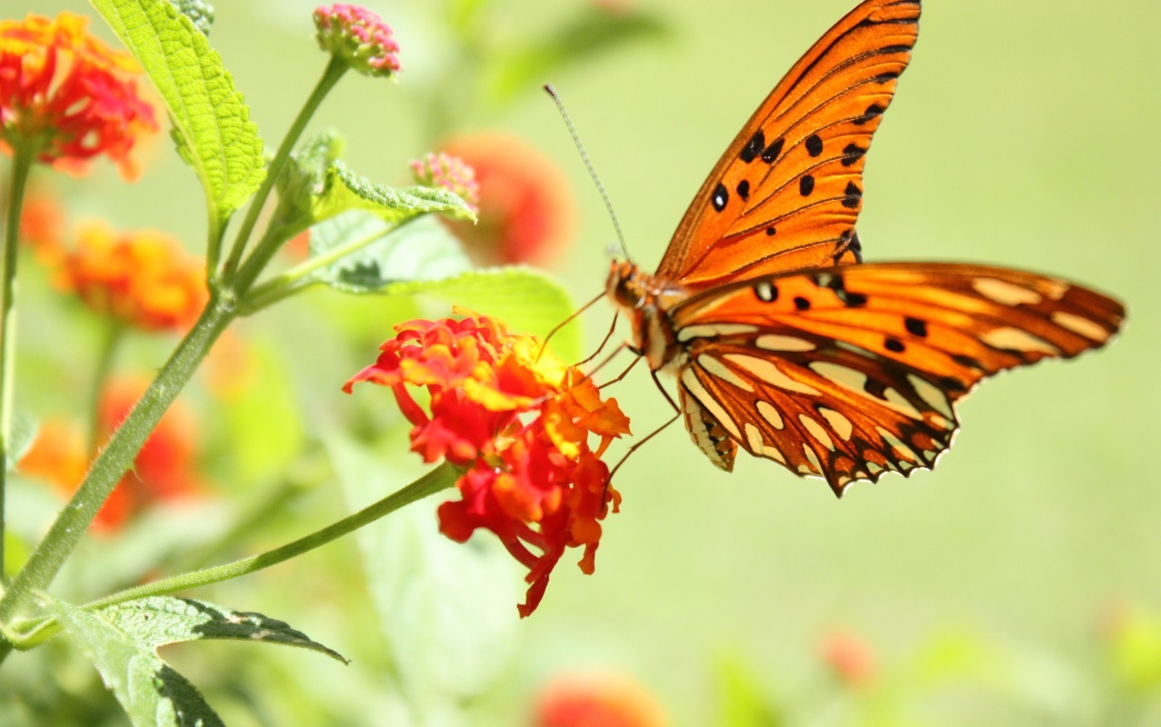 The dark side of butterflies - Butterfly, Longpost, Nature