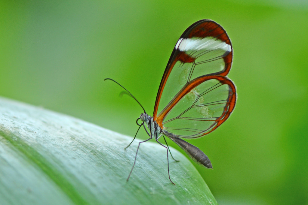 The dark side of butterflies - Butterfly, Longpost, Nature