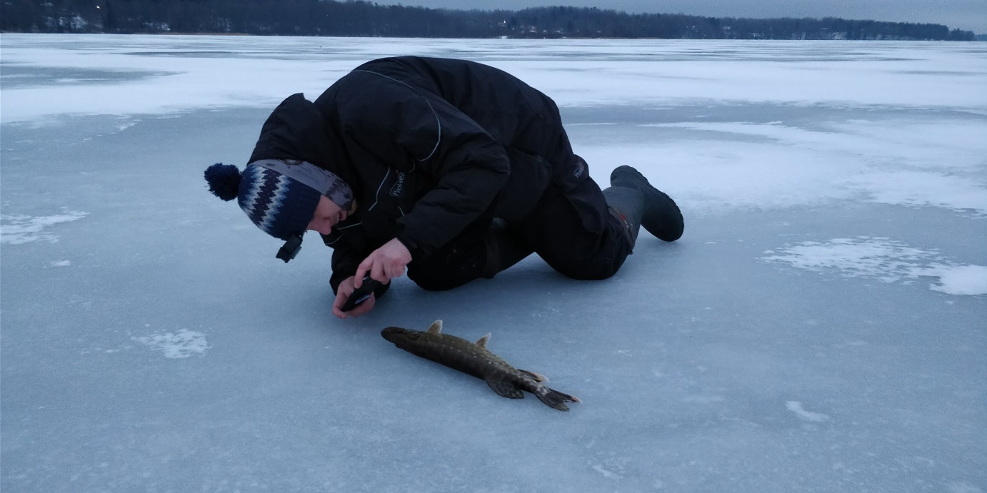 What's wrong with pike? - My, Pike, Fishing, Winter fishing, Zherlitsy, , Ice fishing, Video, Longpost