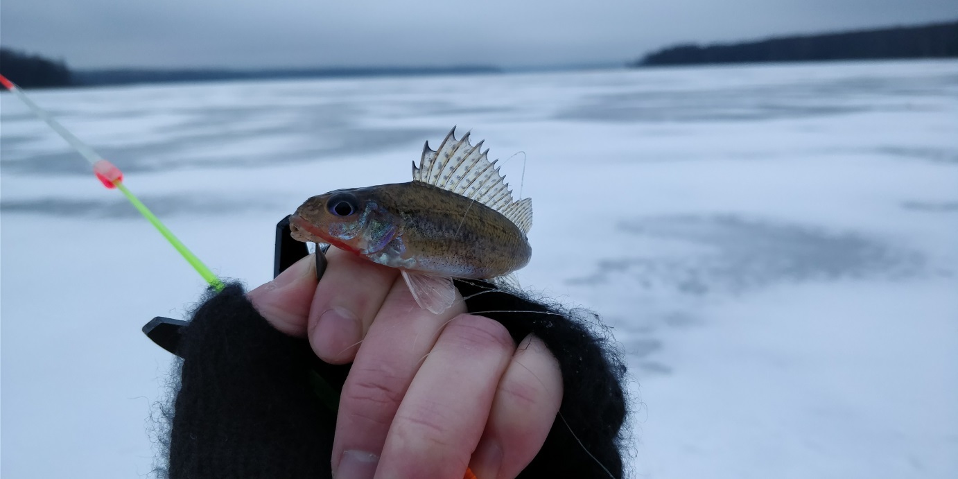 What's wrong with pike? - My, Pike, Fishing, Winter fishing, Zherlitsy, , Ice fishing, Video, Longpost