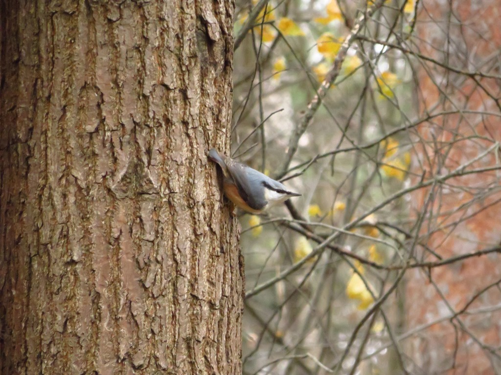 Nuthatch and chickadees. - My, Birds, Lucky shot, My, , Longpost, Lucky moment