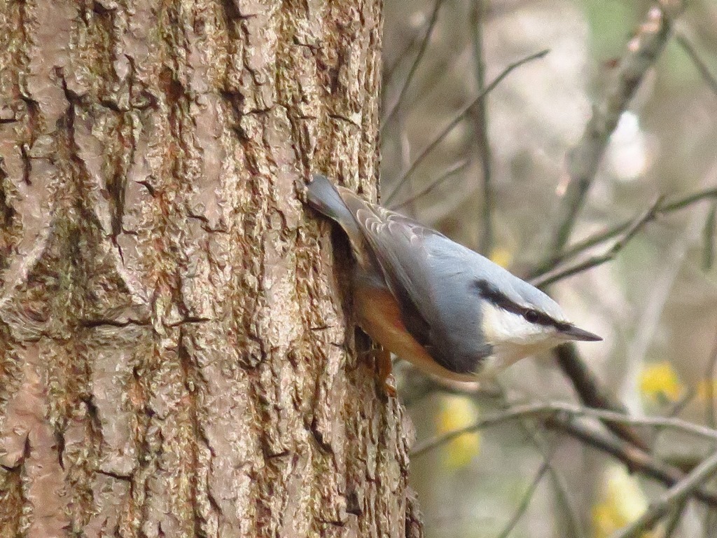 Nuthatch and chickadees. - My, Birds, Lucky shot, My, , Longpost, Lucky moment