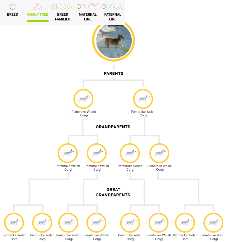 Corgi on Fridays, part genetic - My, Dog, Longpost, Corgi, Genetics