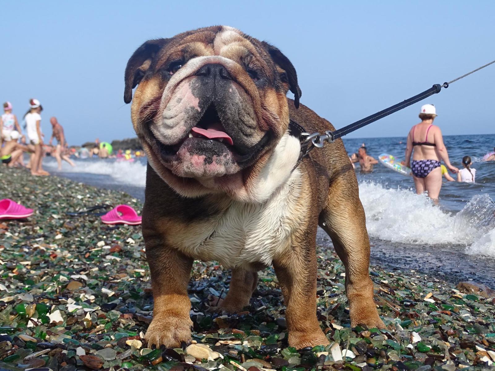 Bathing is served, sir! - My, Dog, English bulldog, Primorsky Krai, Glass Bay, Beach, Sea, Longpost