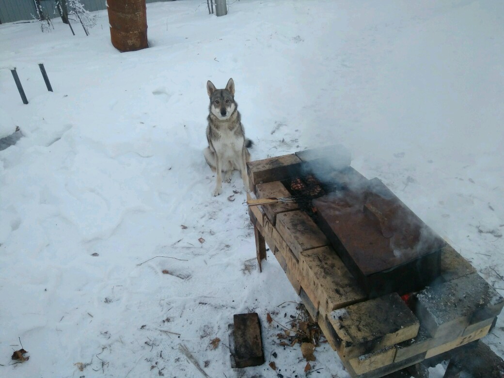 Брют один год. - Брют, Собака, Друг, Длиннопост