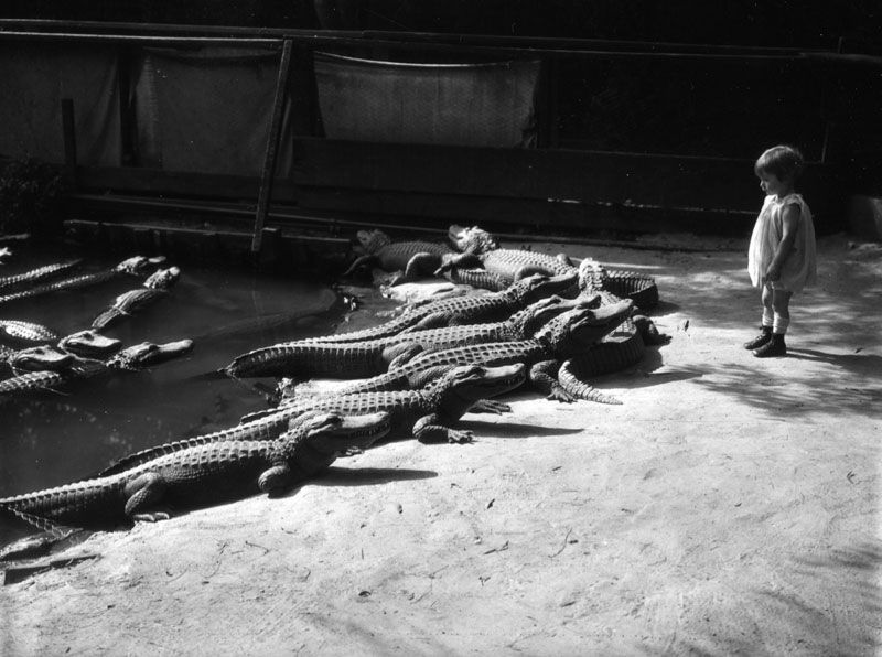 1920 California alligator farm - Alligator, Children, Farm, Longpost