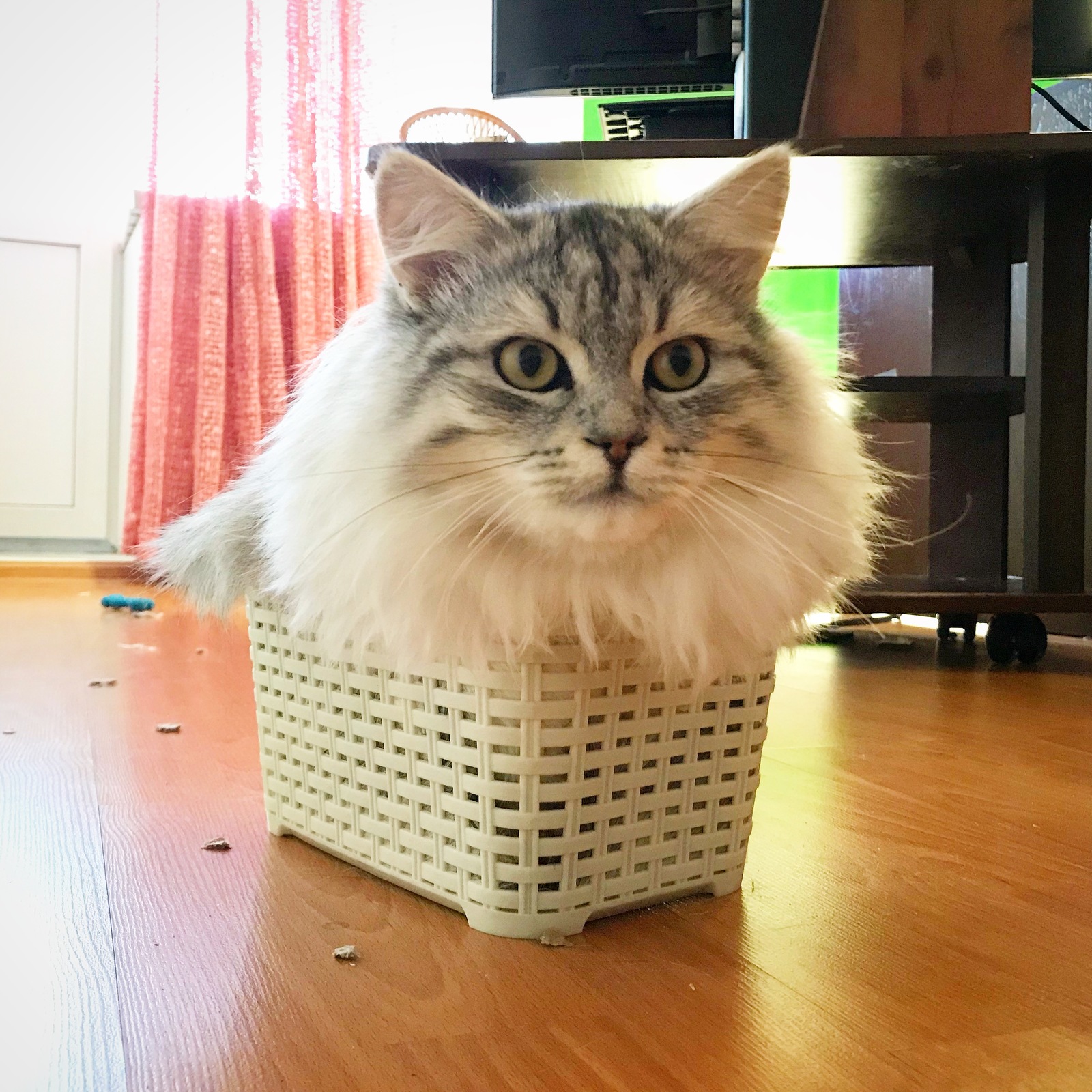 Cat and box. - My, cat, , Catomafia, Longpost