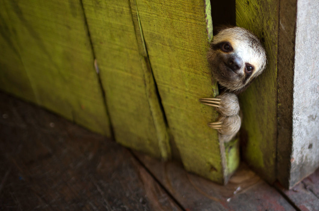 Knock Knock! - Sloth, Door, Guests, The photo