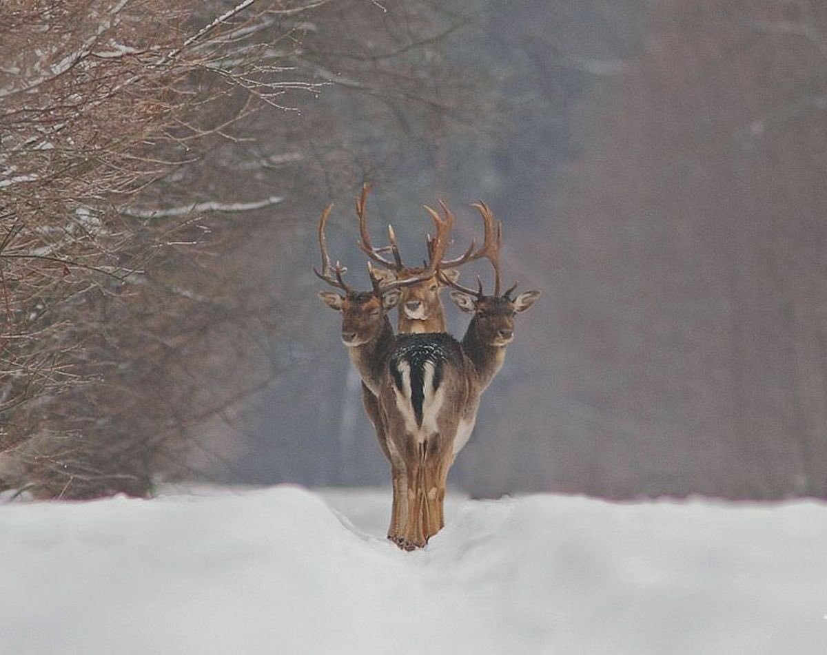 Gorynych deer? - Deer, Animals, Head, Coincidence, Lucky shot, Deer, Lucky moment