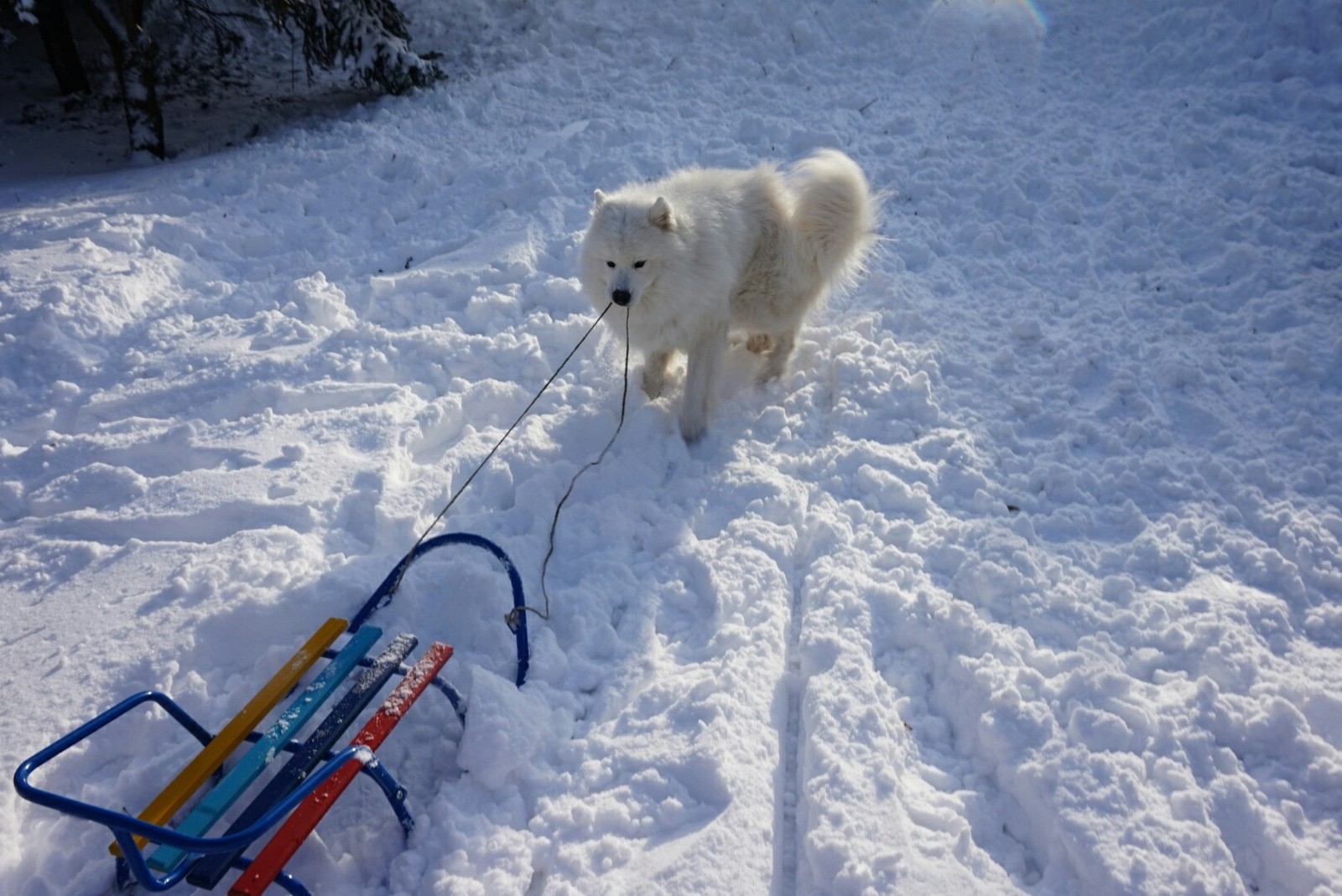 Winter has come to our city. - My, Samoyed, Dog, Sled, Longpost