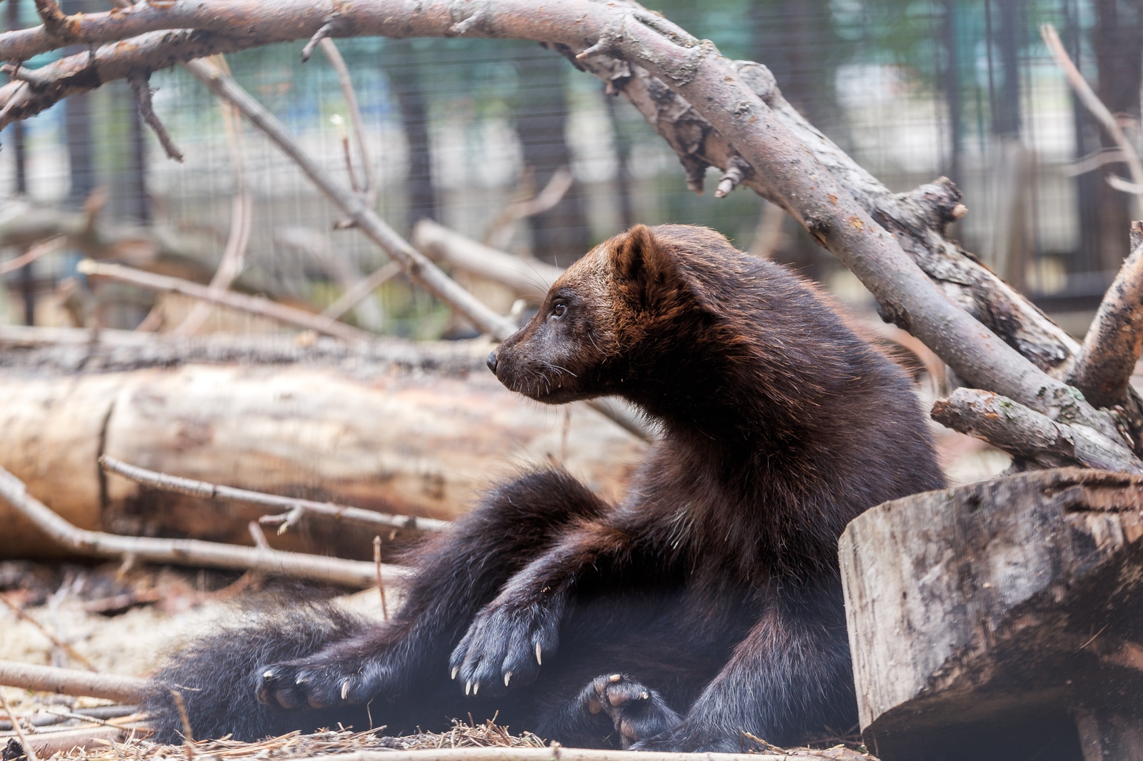 See wolverine and not die - Wolverines, Animals, Longpost, Wild animals, Chelyabinsk Zoo, My