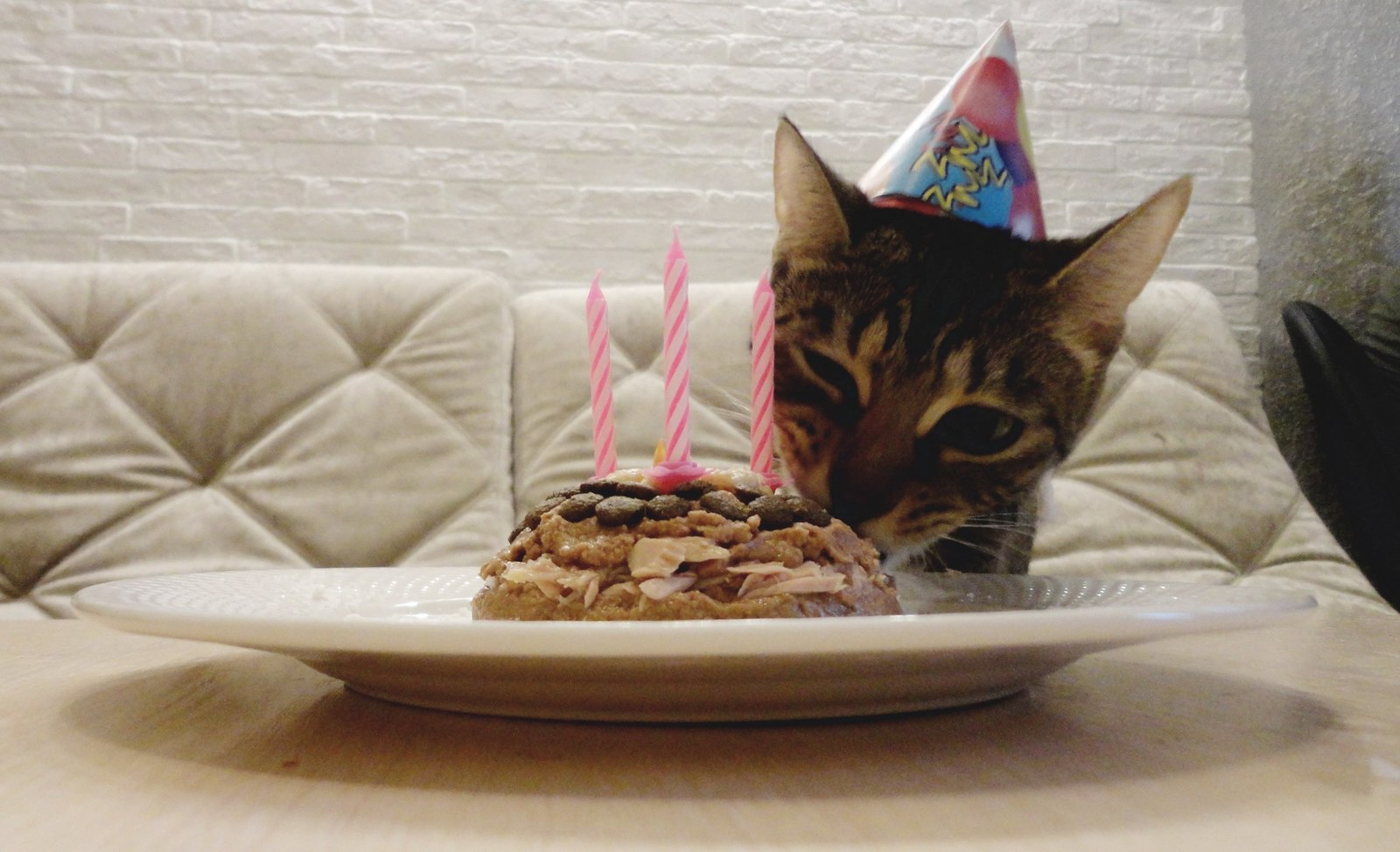 Happy Birthday! - День рождения, Милота, Саванна, Кот, Длиннопост