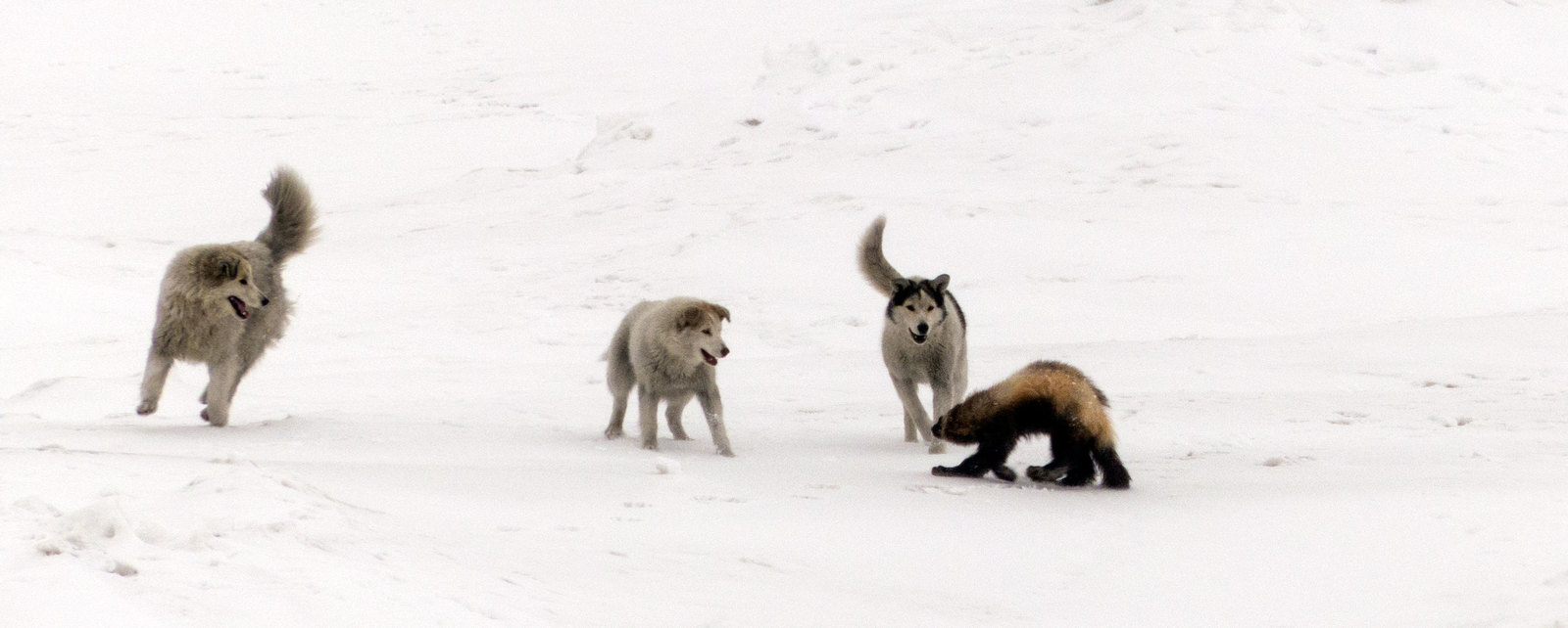 Wolverines nearby - My, Wild animals, Wolverines, Chukotka, Dog, Longpost