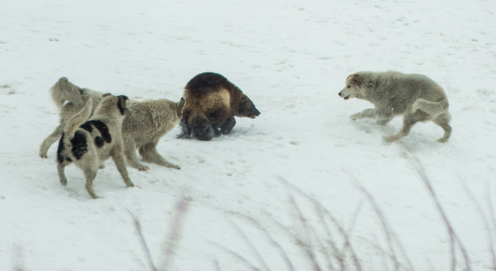 Wolverines nearby - My, Wild animals, Wolverines, Chukotka, Dog, Longpost