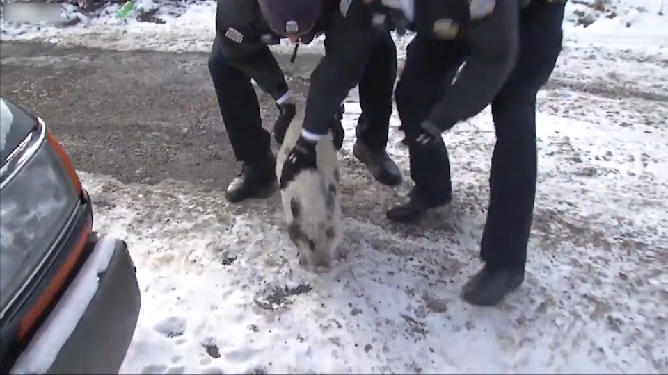 Chase and detention of a particularly dangerous pig! - USA, Humor, Animals, Funny animals, Police, Погоня, , Longpost