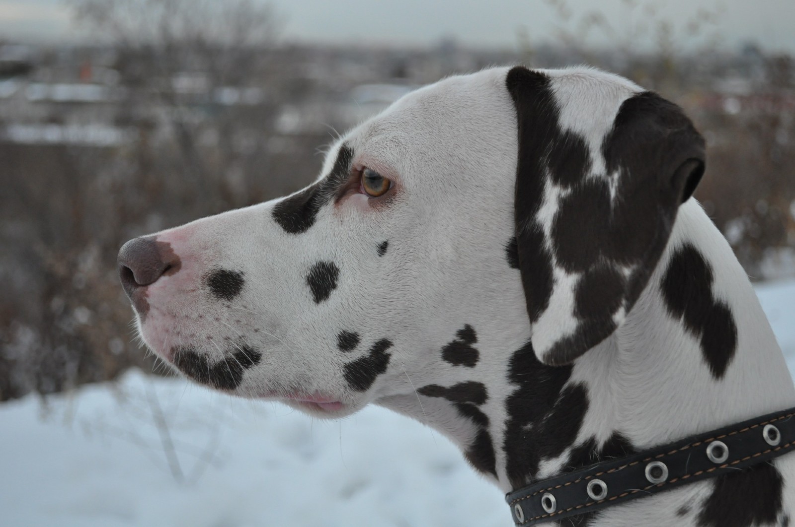 old photo session - My, Dog, Dalmatian, Winter, Longpost