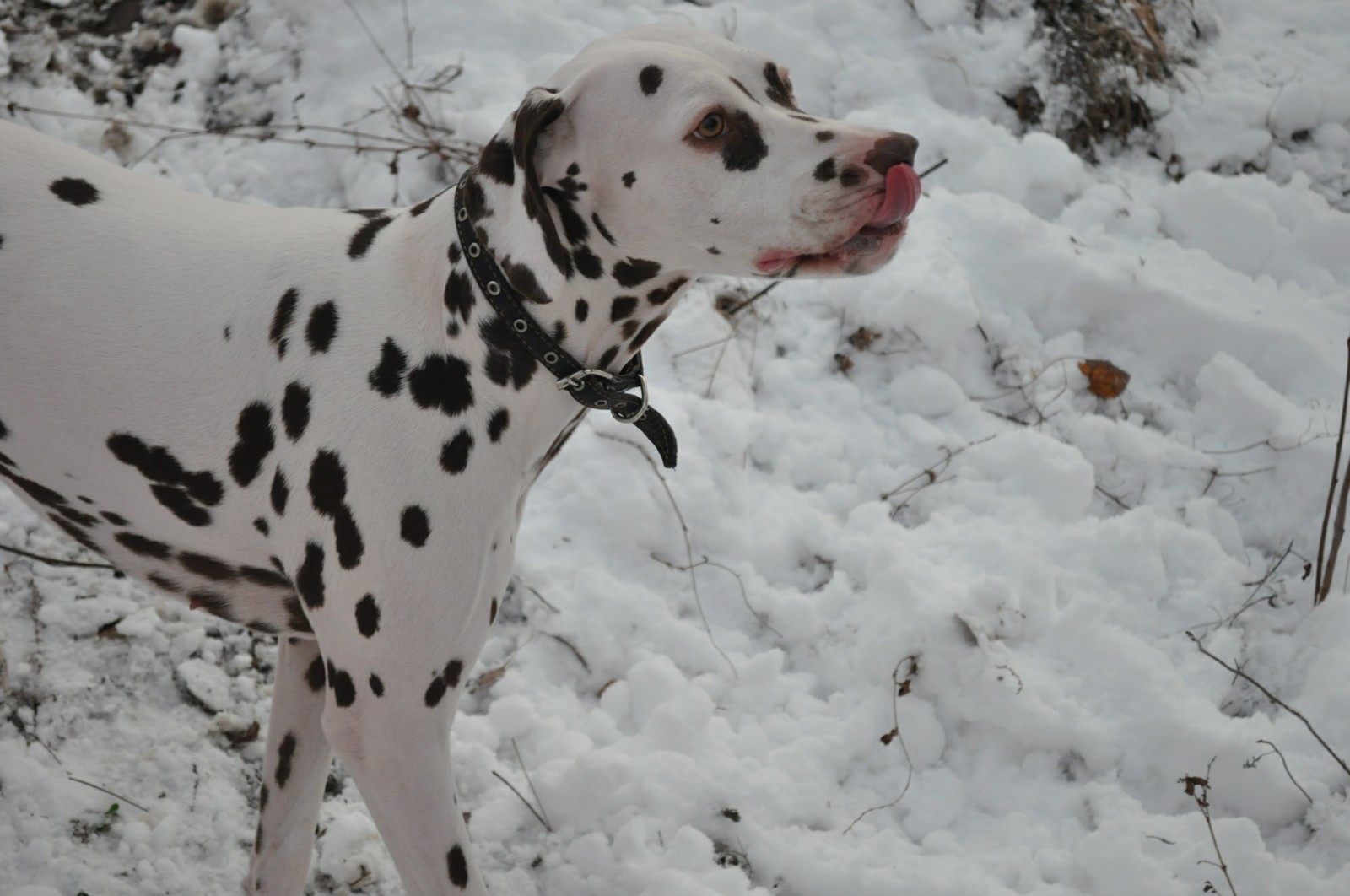 old photo session - My, Dog, Dalmatian, Winter, Longpost