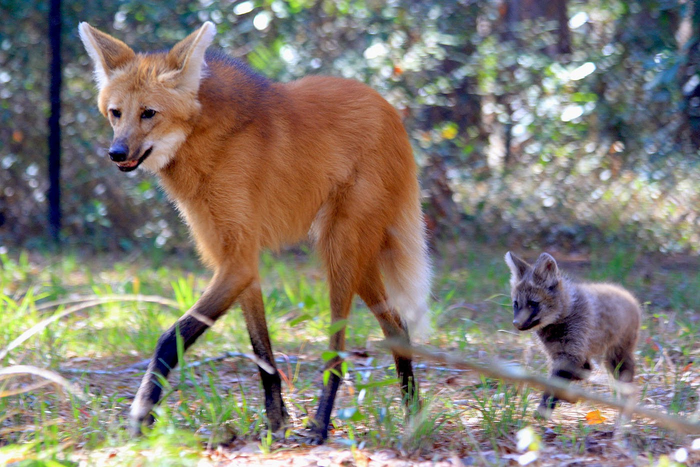 Кто такой? Волк в лисьей шкуре на оленьих ногах. Это Maned wolf. | Пикабу