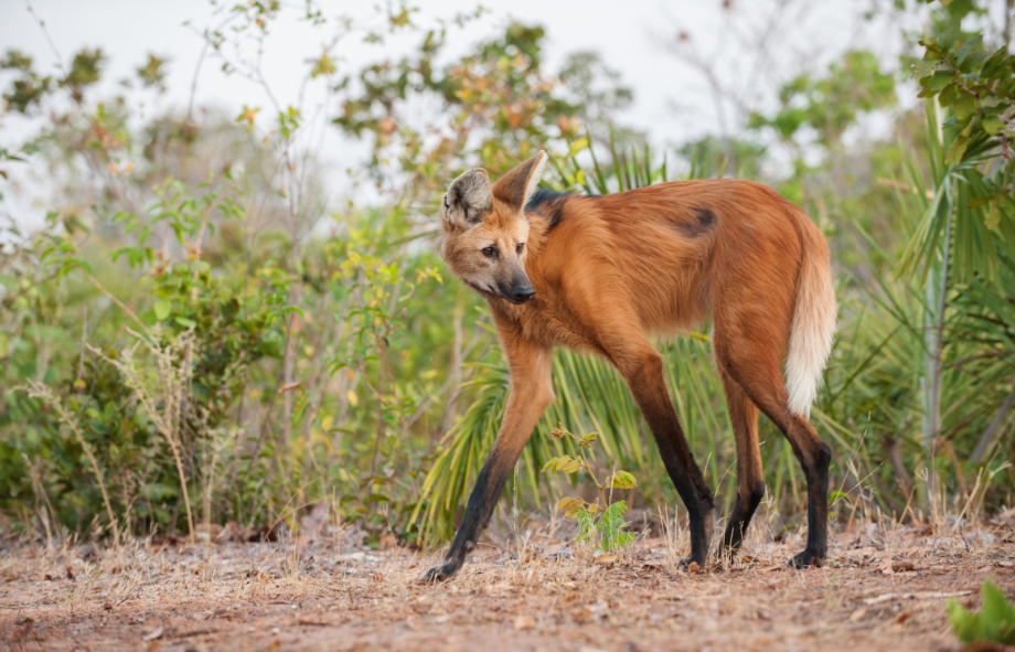 Кто такой? Волк в лисьей шкуре на оленьих ногах. Это Maned wolf. - Животные, Животные Южной Америки, Гуара, Видео, Длиннопост, Гривистый Волк