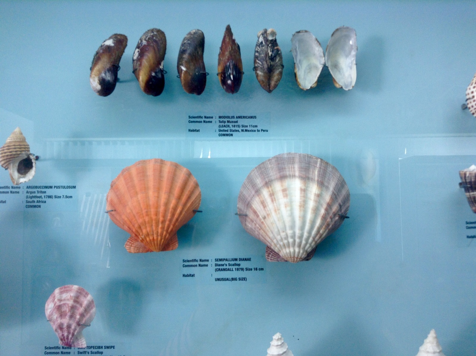 Виды ракушек черного моря и их названия