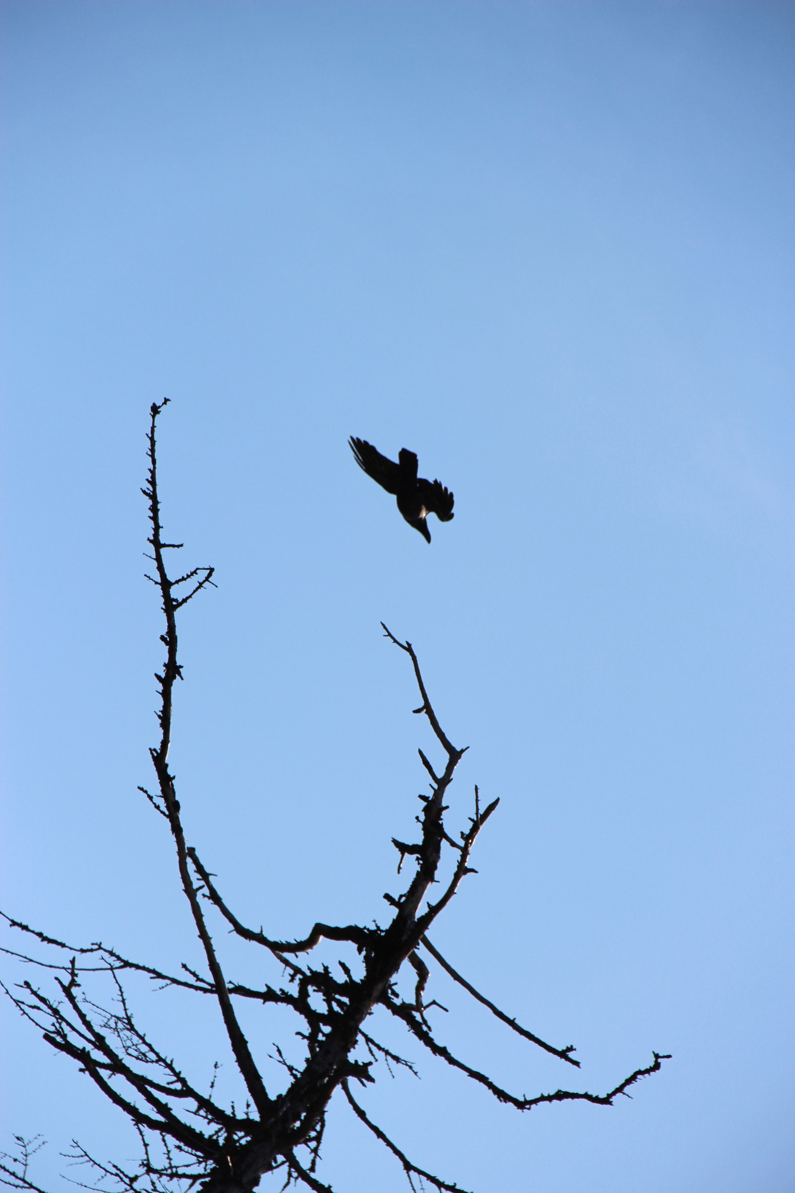 Sakhalin. Magic nature. - My, wildlife, My, Sakhalin, Longpost