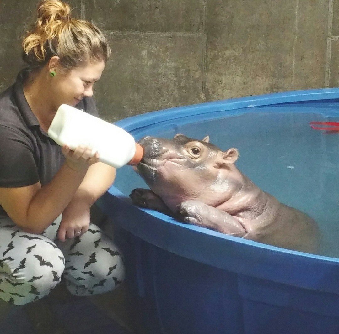 Fiona at the Cincinnati Zoo turned one year old yesterday! - hippopotamus, Birthday, Zoo, Longpost