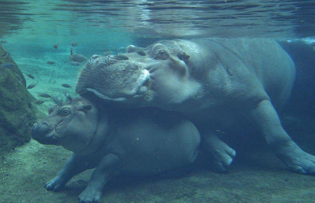 Fiona at the Cincinnati Zoo turned one year old yesterday! - hippopotamus, Birthday, Zoo, Longpost