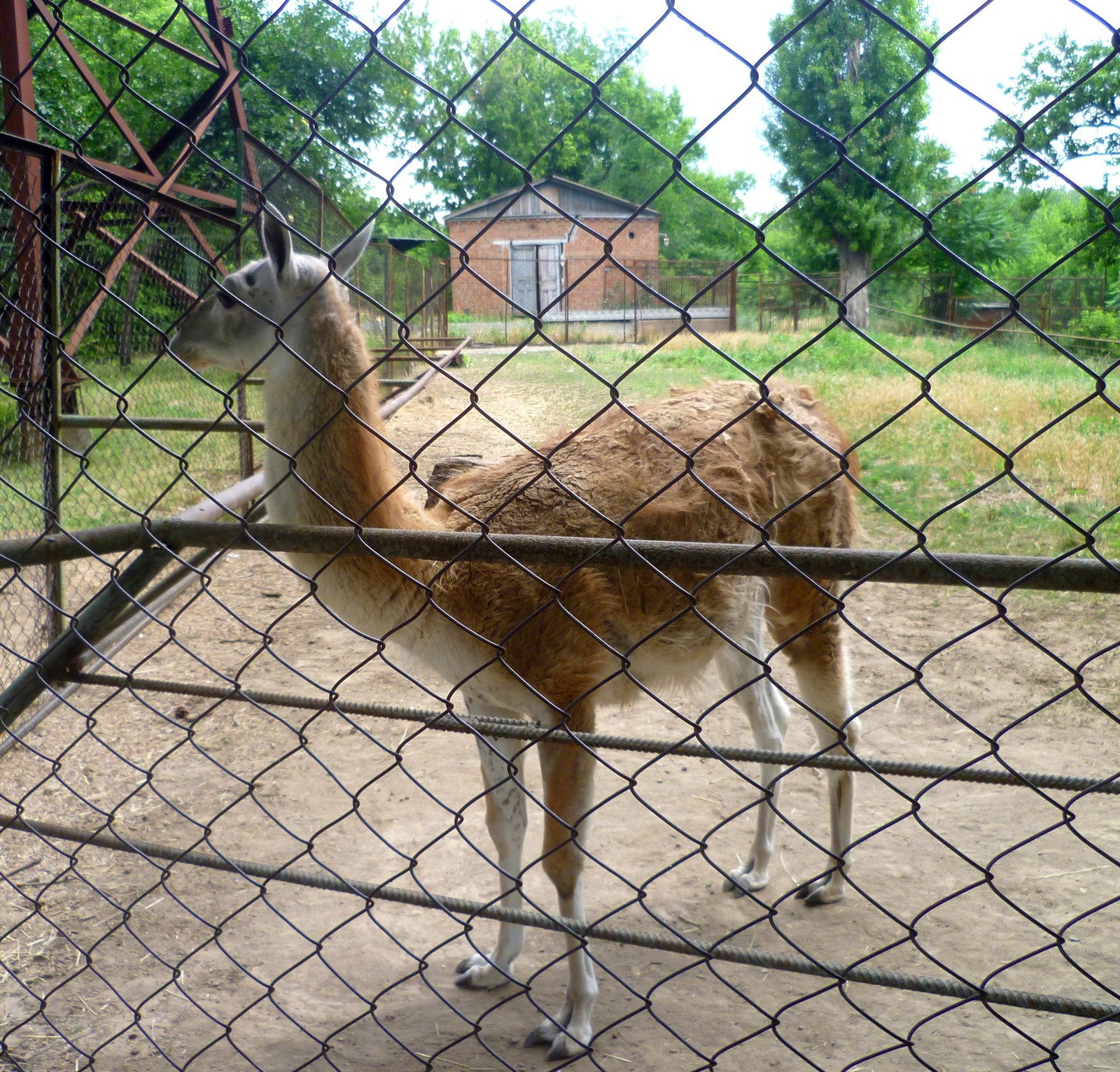 Ростовский зоопарк. - Моё, Ростов-на-Дону, Ростовский зоопарк, Впечатления, Животные, Фотография, Четверг, Длиннопост