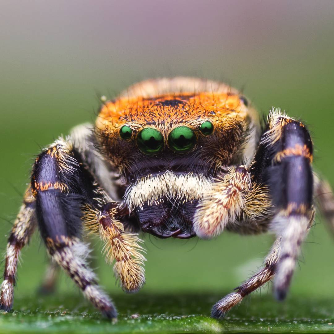 macro photography of spiders - Macro photography, Spider, The photo, Longpost