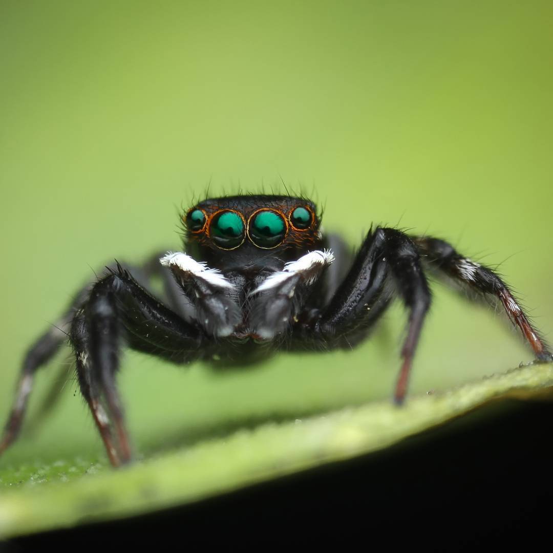 macro photography of spiders - Macro photography, Spider, The photo, Longpost