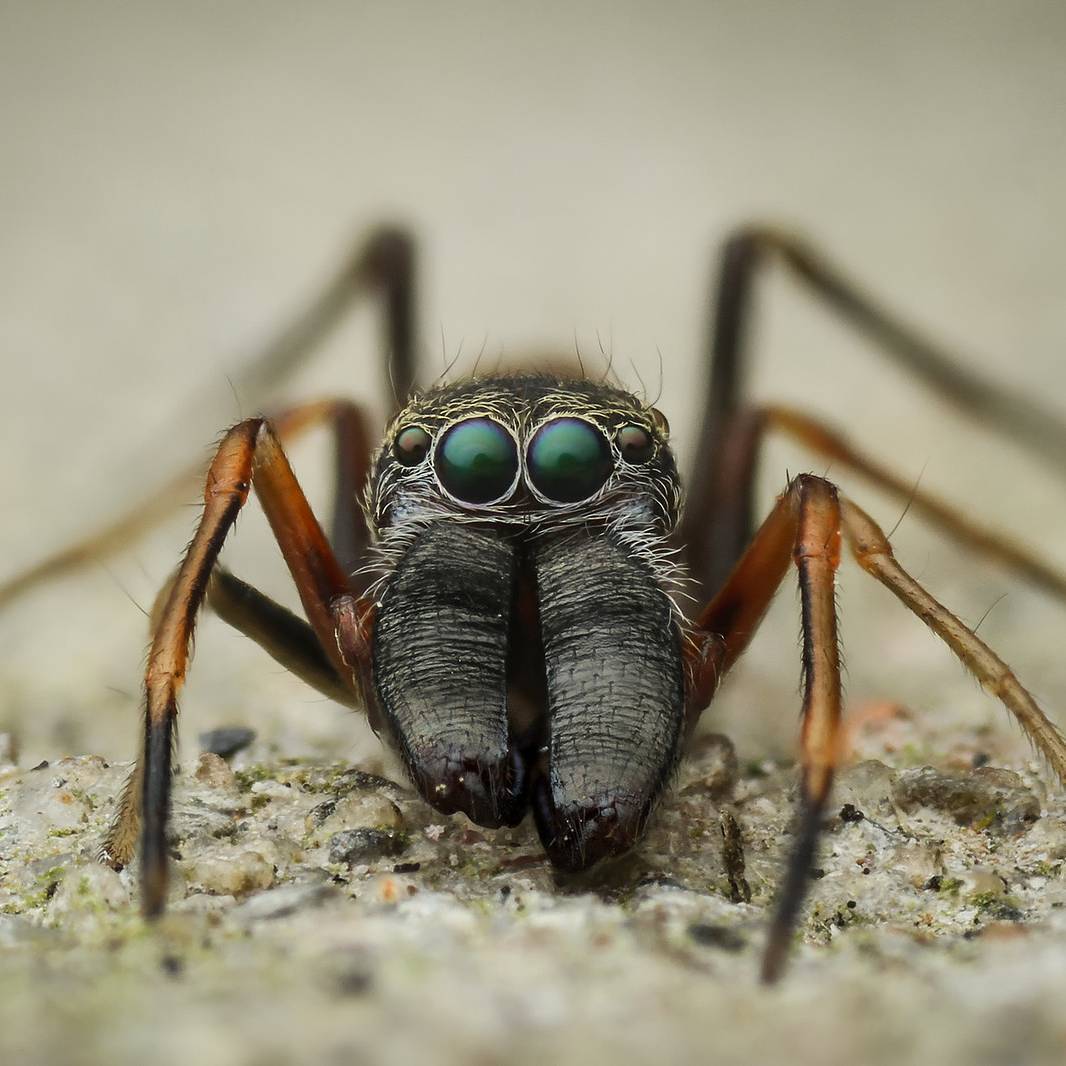 macro photography of spiders - Macro photography, Spider, The photo, Longpost