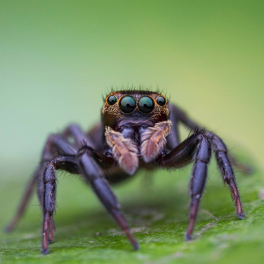 macro photography of spiders - Macro photography, Spider, The photo, Longpost