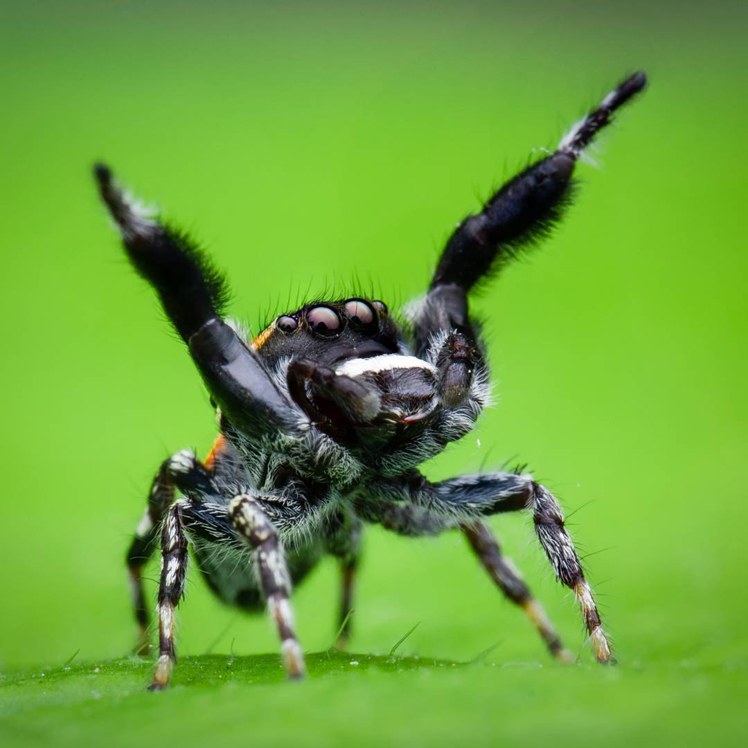 macro photography of spiders - Macro photography, Spider, The photo, Longpost