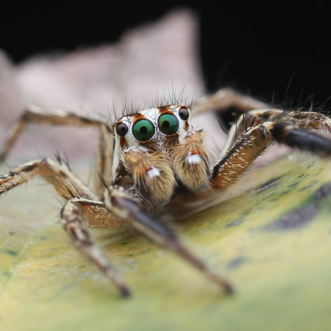 macro photography of spiders - Macro photography, Spider, The photo, Longpost