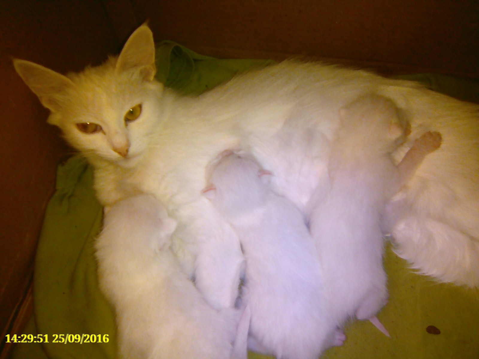 About cats #3 - My, cat, Turkish angora, My, Longpost