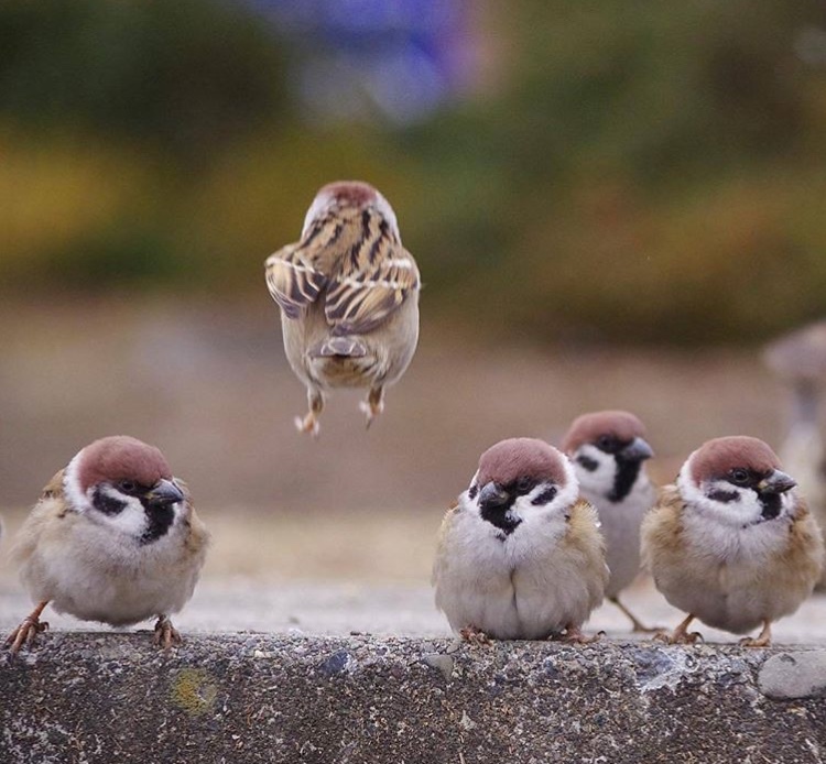 With a flying gait ... - Nature, Animals, The photo, Interesting, Humor