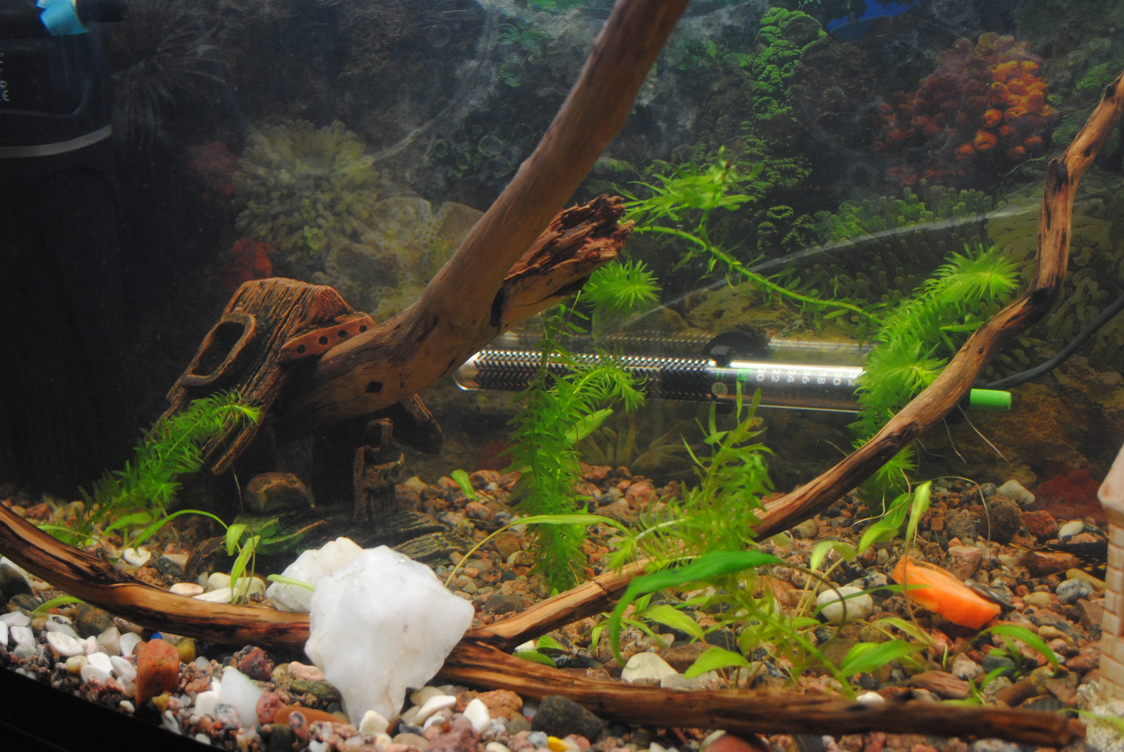 Somiki. - My, , Aquarium, Aquarium fish, Catfish, Longpost