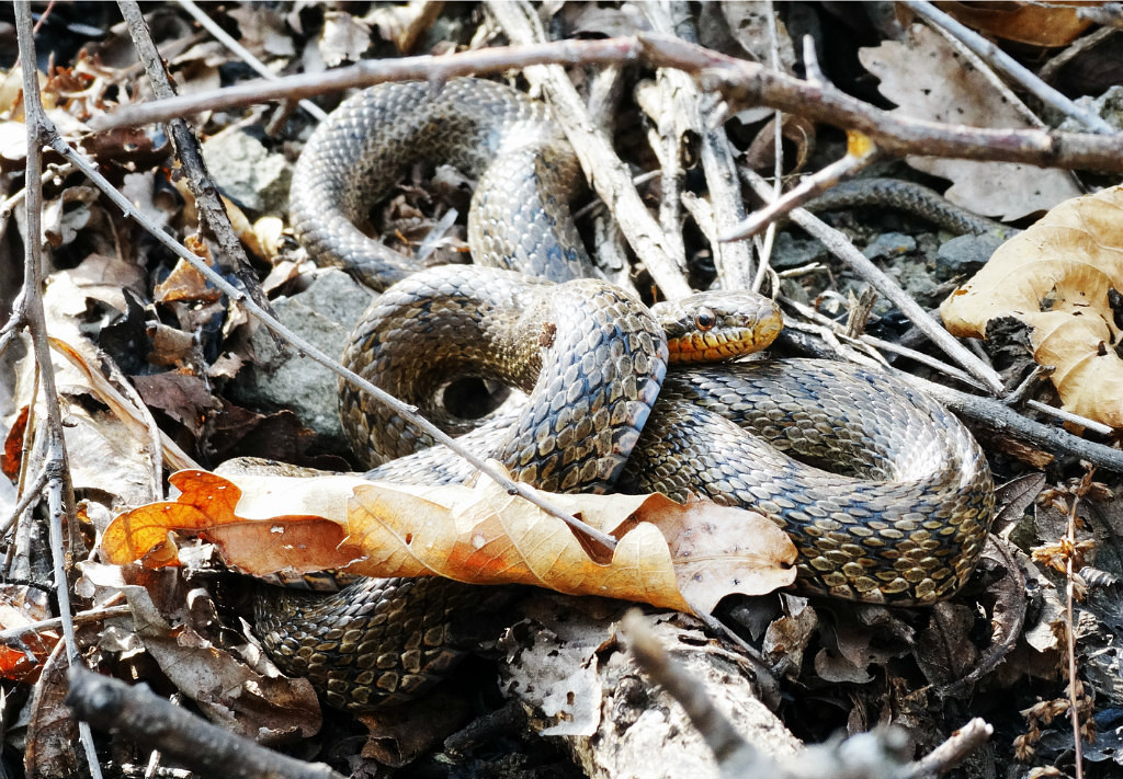 My encounters with non-venomous snakes, on Senka's hat. - My, Дальний Восток, Primorsky Krai, Snake, Oktyabrsky District, Senkina hat, Longpost