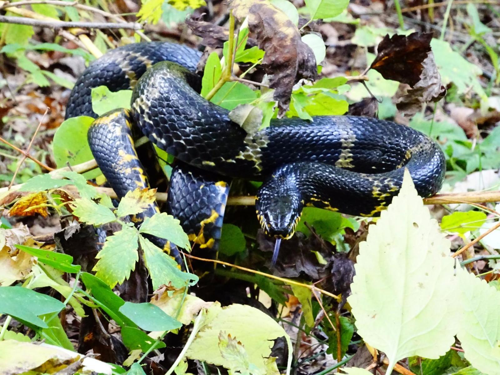 My encounters with non-venomous snakes, on Senka's hat. - My, Дальний Восток, Primorsky Krai, Snake, Oktyabrsky District, Senkina hat, Longpost