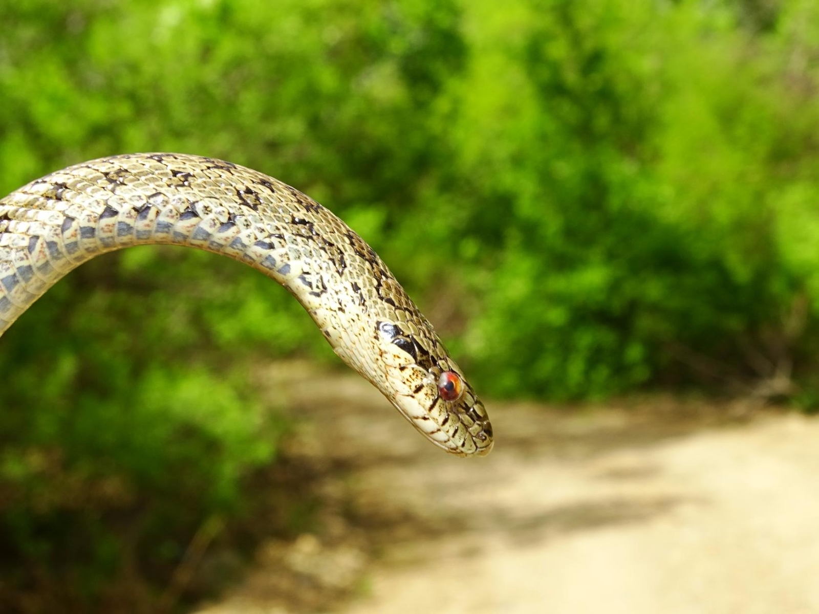 My encounters with non-venomous snakes, on Senka's hat. - My, Дальний Восток, Primorsky Krai, Snake, Oktyabrsky District, Senkina hat, Longpost