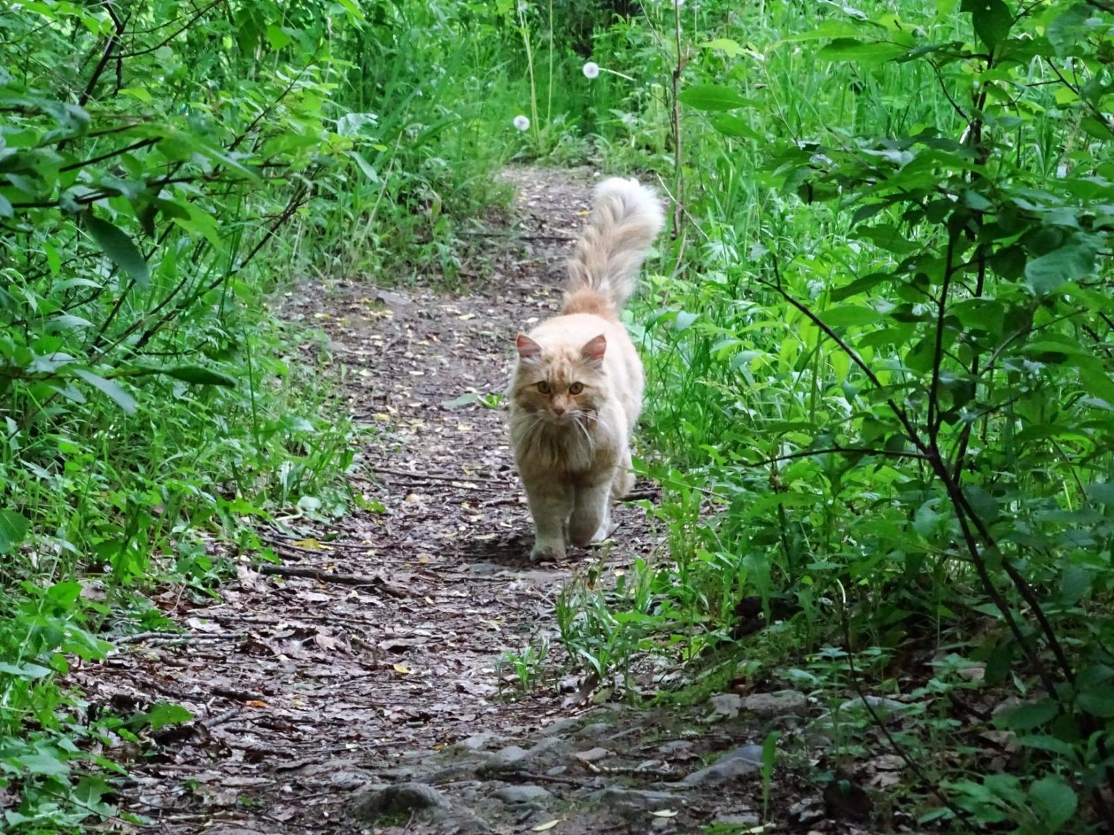 Encounters with a cat on forest paths! - My, cat, Primorsky Krai, Pokrovka, Meeting, Longpost