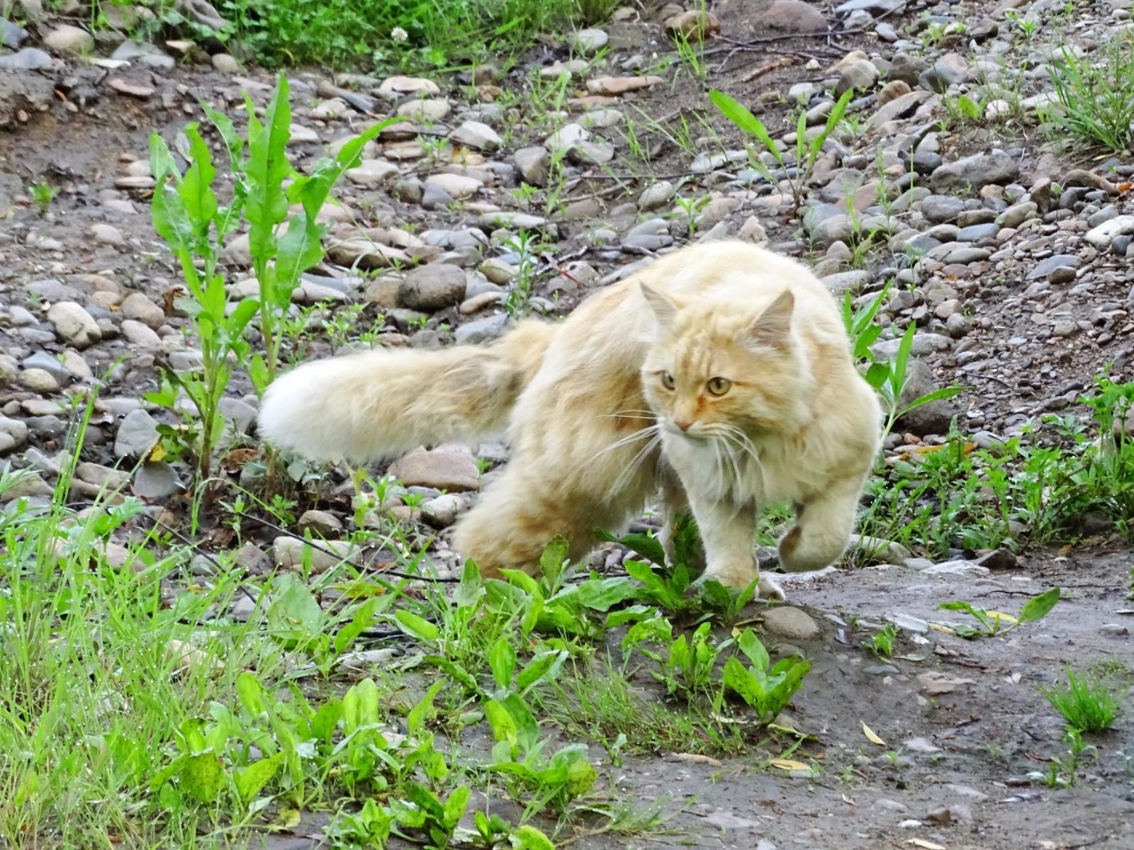 Encounters with a cat on forest paths! - My, cat, Primorsky Krai, Pokrovka, Meeting, Longpost