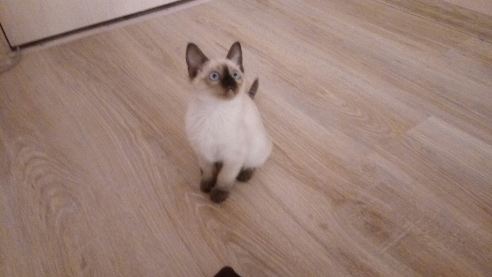 My new cat baby - My, My darling, Siamese cat, Longpost, cat