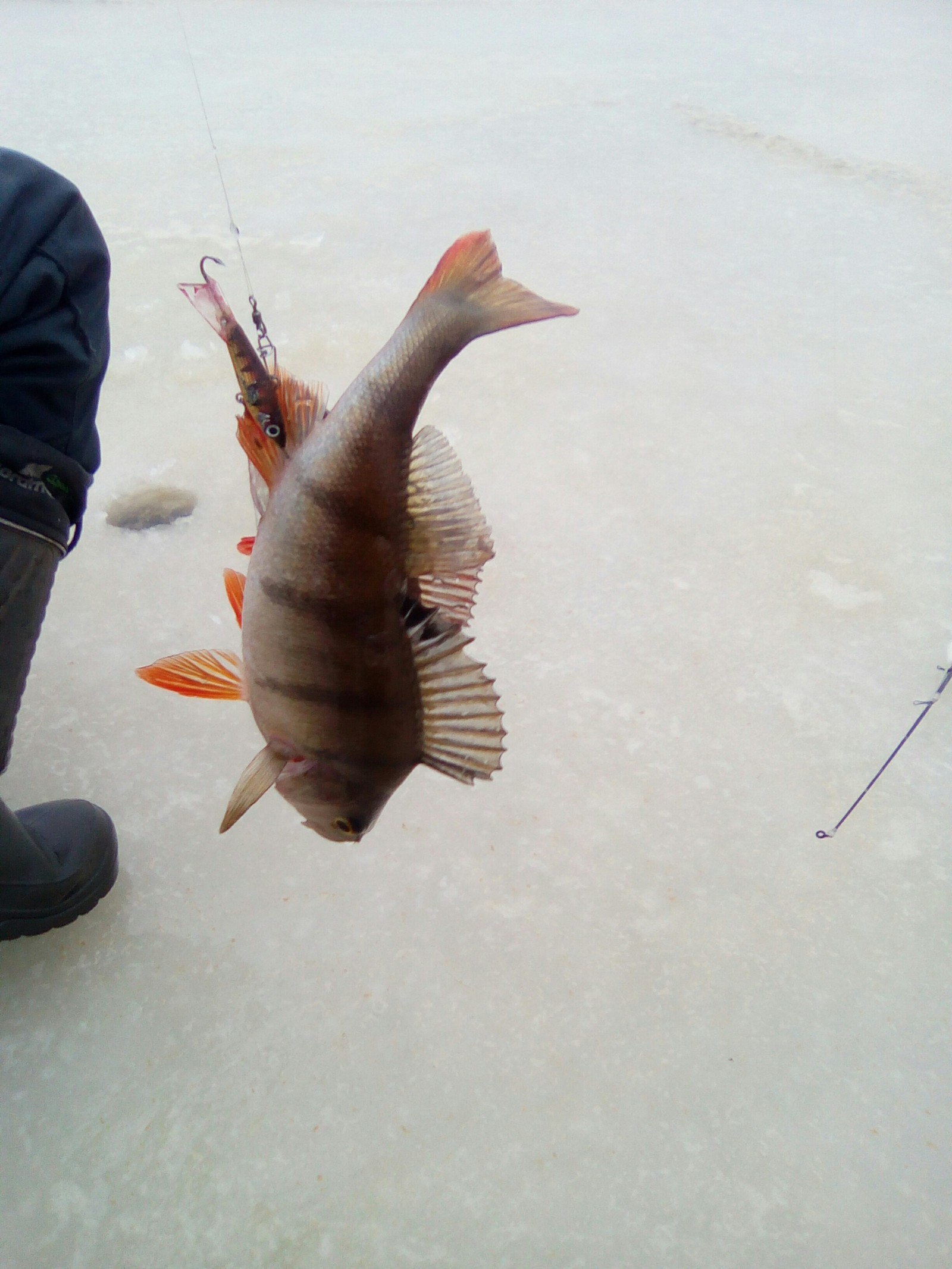 Fishing. Doublet on the balancer. - My, Fishing, Winter, Pskov lake, Doublet, Longpost