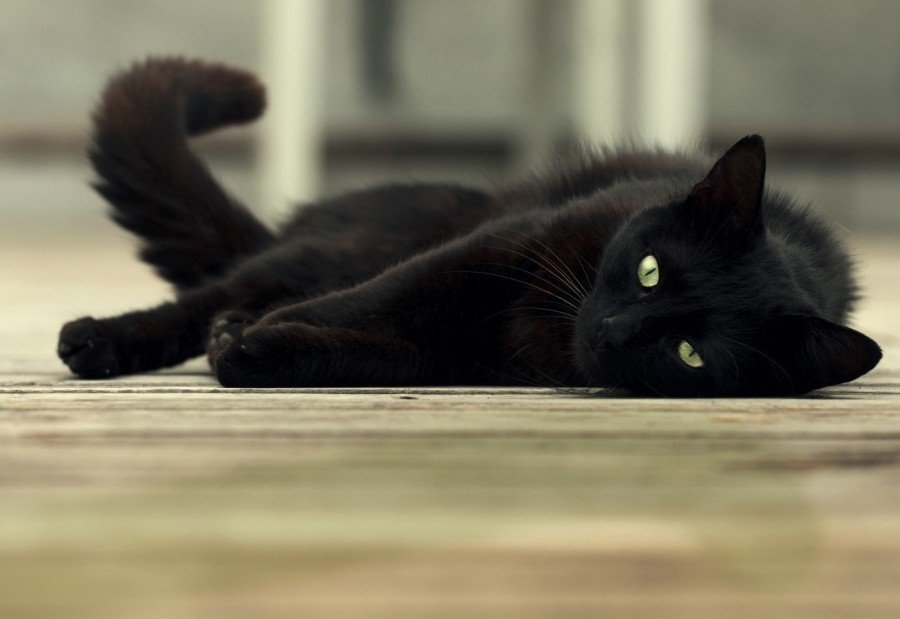 Shades of black - cat, Black, Longpost